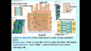 310 Cell Junction Structure and Funuction [upl. by Atinuhs372]