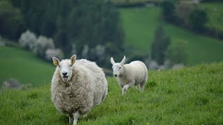 Sheep  Copyright free video  4k ultra HD [upl. by Elehcor442]