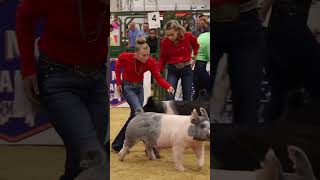 Karis and Ice Man in Hog showmanship at The Exposition showpigs livestock [upl. by Eiryk]