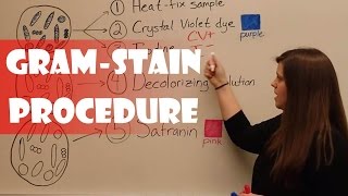 Gram Stain Procedure [upl. by Ludovico]