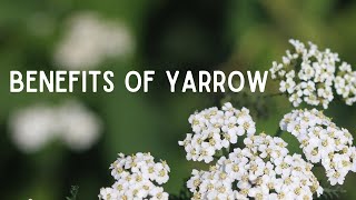 Benefits of Yarrow Medicinal Uses of Common Yarrow [upl. by Daney]