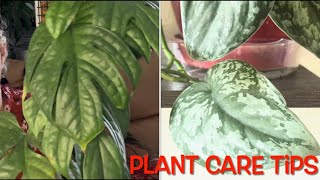 SCINDAPSUS AMYDRIUM and EPIPREMNUM collections and their care tips Constructive Criticism S1E30 [upl. by Levan516]