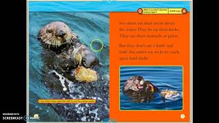 Sea Otter Read Aloud [upl. by Adaha]