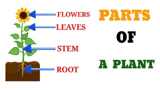 Parts of plants l Different parts of plants l parts of plants and their functions l Parts of plant l [upl. by Auqkinahs]