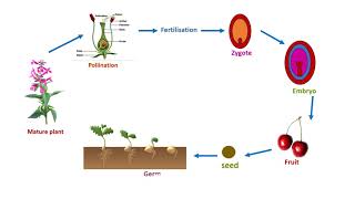 LIFE CYCLE OF FLOWERING PLANT [upl. by Chaffin]