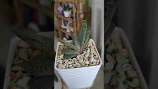 Gasteria Baylissiana gasteria succulent indoorplants [upl. by Avik]