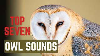 OWL Noises and Sounds  Top 7 most popular owls and the noises they make [upl. by Eidaj]