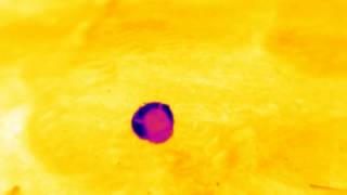 Thermal video of a dung beetle rolling on hot soil [upl. by Ynnavoj]