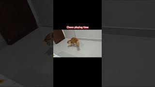 Choco playing time trending viralvideo pets cat [upl. by Ynahpets]