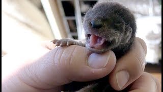 Bottlefeeding four baby otters [upl. by Aihsyt899]