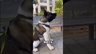 Amerikan Akita vs Japon Akita Hangisi Güçlü Çıkacak [upl. by Brindle]