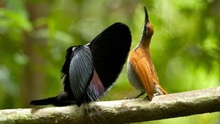 Magnificent Riflebird [upl. by Adest]