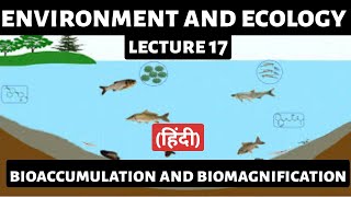 Bioaccumulation amp Biomagnification Explained  UPSC Environment amp Ecology  Detailed Analysis [upl. by Philippa20]