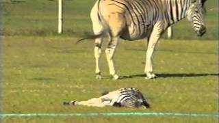 SICK ZEBRA FOAL AT NAC DEC 1996 [upl. by Plunkett708]