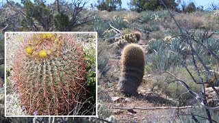 California Barrel Cactus Ferocactus cylindraceus AnzaBorrego Desert State Park Sonoran Desert [upl. by Thedric]