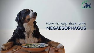 මොකක්ද මේ මෙගාඉසෆේගස් කියන්නේ   How to treat Megaesophagus in dog  🐾 [upl. by Zonnya]