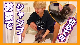 【愛犬】チワワのポコン初めてのお家でシャンプー体験🧴🫧🛁 [upl. by Caylor]