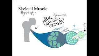 Dr Benaduce Muscular System Complete Lecture [upl. by Konyn324]