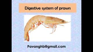 DIGESTIVE SYSTEM OF PRAWN [upl. by Ronny]