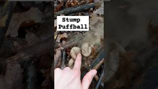 Stump Puffball👀 Apioperdon pyriforme shorts mushroom puffball shroom mycology [upl. by Bil627]