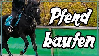 Pferd kaufen ✮ PROBEREITEN Black Beauty ♥ [upl. by Arimay289]