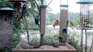 Common Feeder Birds Flock To The Bounty Of The Cornell FeederWatch Cam – July 10 2024 [upl. by Anawek]