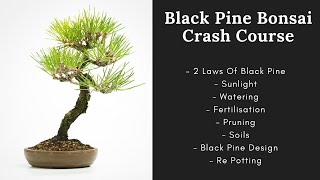 Unlock the Secrets to Thriving Japanese Black Pine Bonsai Trees [upl. by Ijat]