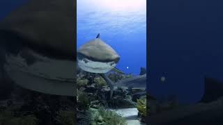 Tiger Shark Kisses🐬🦈🤿🌊shorts youtubeshorts shortsfeed shortvideo viralvideo trending [upl. by Godart381]