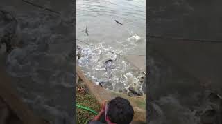 Fishing jumping scenes fishing fish jumping scene [upl. by Elaynad214]