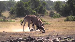 Oryx fighting [upl. by Harras]