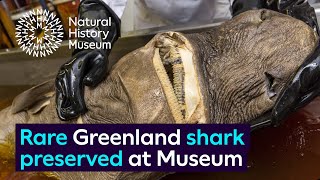 Rare Greenland shark specimen preserved at the Museum [upl. by Bowe736]