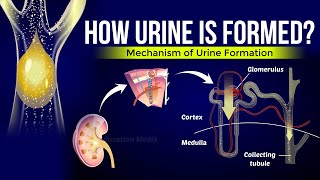 How is Urine Formed  Mechanism of Urine Formation [upl. by Rosalind]