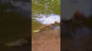 I HOOKED A MONSTER FISH 😱😱😱 DKAM TROUT MUSKY fishing shorts outdoors [upl. by Ruamaj]