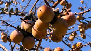 Wild Persimmons  Date Plum Fruit [upl. by Trauts]