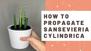 How to Propagate Sansevieria cylindrica  African Spear Snake Plant [upl. by Linea205]