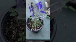 HOW TO GET RID OF APHIDS NATURALLY nature circleoflife garden gardening gardenhacks ladybugs [upl. by Eiramlatsyrk]