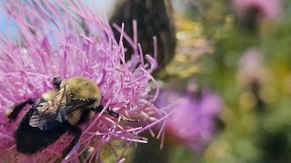 Native Field Thistle So Important [upl. by Neo]