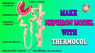 How to Make Nephron Model with Thermocol [upl. by Hgiellek891]