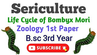 Sericulture Bsc 3rd year Zoology 1st Paper Life cycle of Bomboyx Mori रेशम उत्पादन Umesh Biology [upl. by Eynaffit]