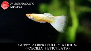 Poecilia reticulata THE OUTSTANDING Guppy Albino Full Platinum Leopard Aquatic F027A [upl. by Einon615]