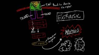 Activating Apoptosis Extrinsic Pathway Made Ridiculously Simple [upl. by Zailer]