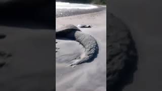 Giant Octopus or Squid Found on Lombok Beaches Sparks Locals Attention 😱 [upl. by Okiam610]