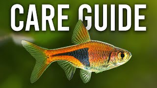 How to Care for Harlequin Rasboras and Lambchop Rasboras [upl. by Kcirrez]