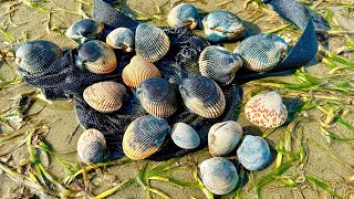 Digging for Cockles and Clams  Netarts Bay Oregon Coast [upl. by Cornie]