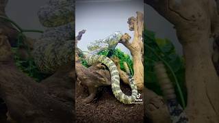 Venomous snakes at New England Reptile 2023 cobra rattlesnake reptiles love viralvideo vlog [upl. by Ojyram]