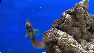 Salarias ramosus Riffix Aquaristik [upl. by Farlay]