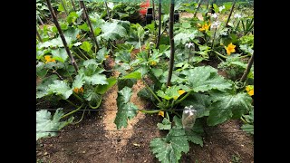 Orto in montagna 👨🏻‍🌾 TOP consociazioni con le Zucchine Trucchetti per avere delle belle zucchine [upl. by Aitetel414]