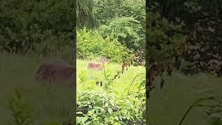 Deer Chilling out in the backyard music ibringiteveryday backyardwildlife [upl. by Yolane]