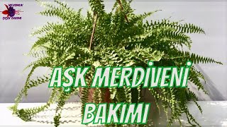 AŞK MERDİVENİ BAKIMI Nephrolepis [upl. by Aihcats504]