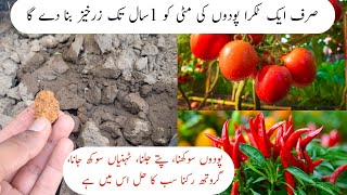 Without this fertilizer plants will not grow  فری کھاد جو پودوں کو پھل اور سبزیوں سے بھرے [upl. by Ainez]